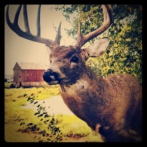 Meet your Posher, Ross